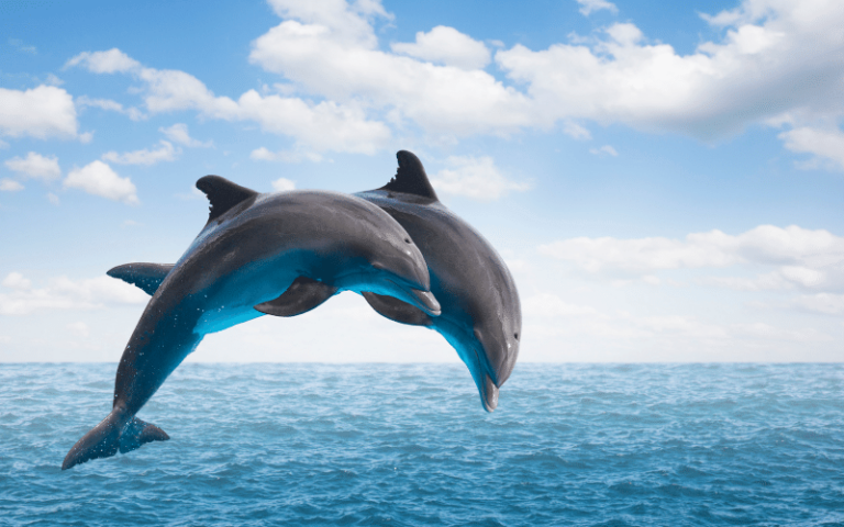 Dolphins Unit Study Ideas