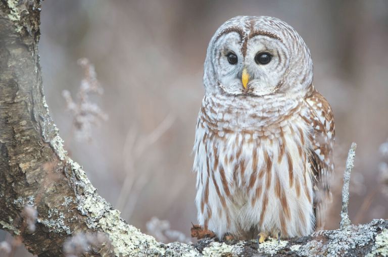 Barred Owl | Nature Study Ideas for Homeschooling
