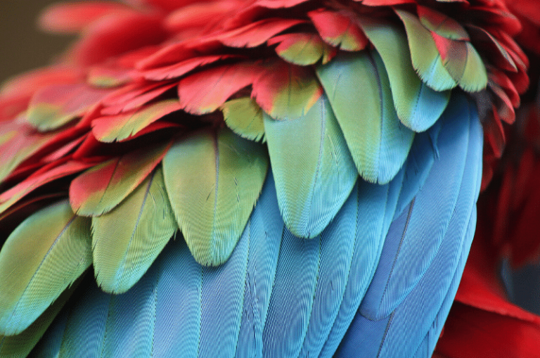 A Colorful Parrot | Chalk Pastels