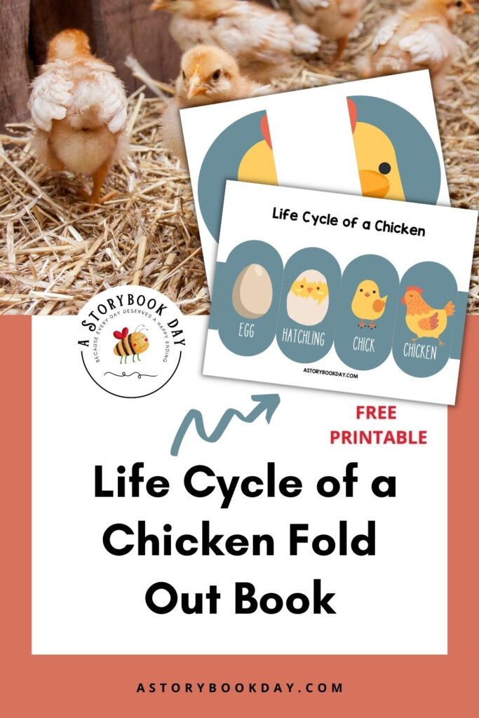 Lifecycle of a Chicken Foldout Book @ AStorybookDay.com