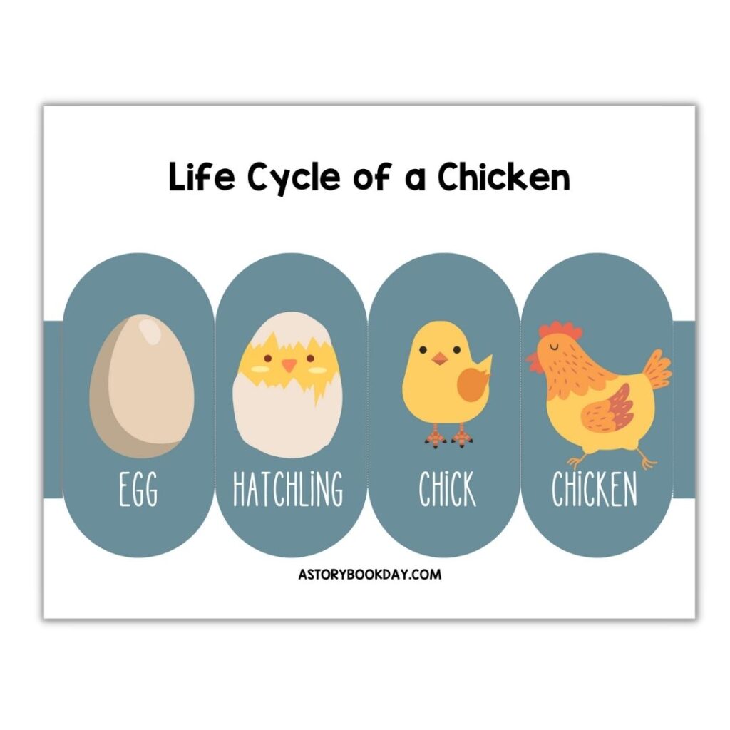 Lifecycle of a Chicken Foldout Book @ AStorybookDay.com