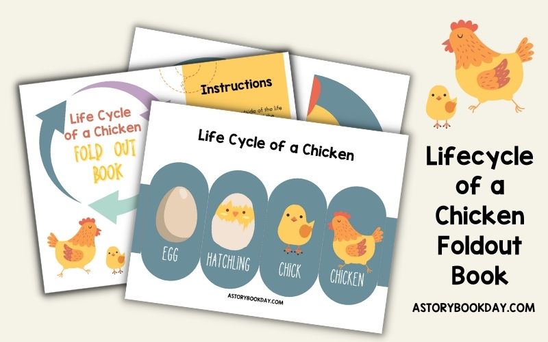 life cycle of a chicken craft