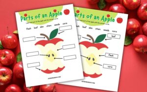 Free Printable Parts of an Apple Worksheet for Kids - A Storybook Day